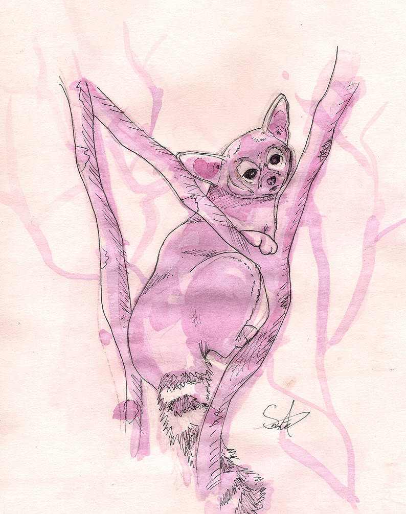 Deviantart Ringtail Ringtail by CheeseMonkey118 on DeviantArt