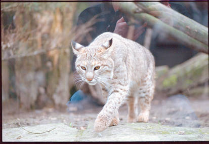 I'm somebody who doesn't like dogs