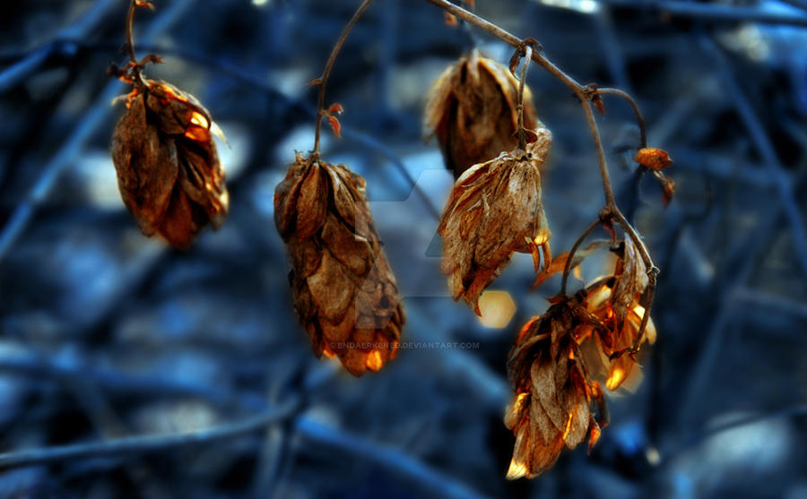 Winter foliage