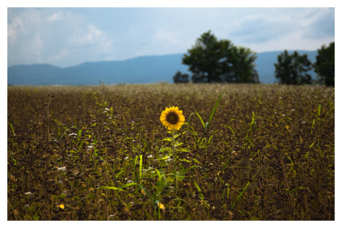 farmland