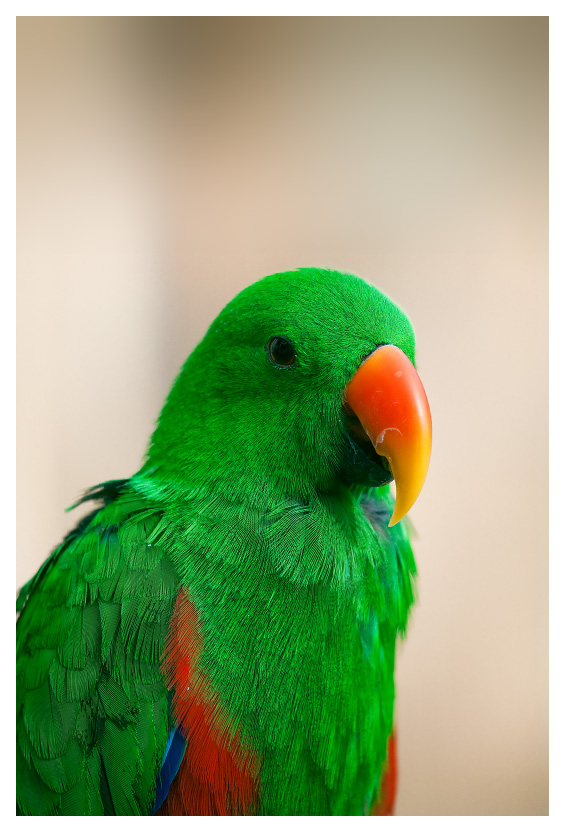 a green parrot