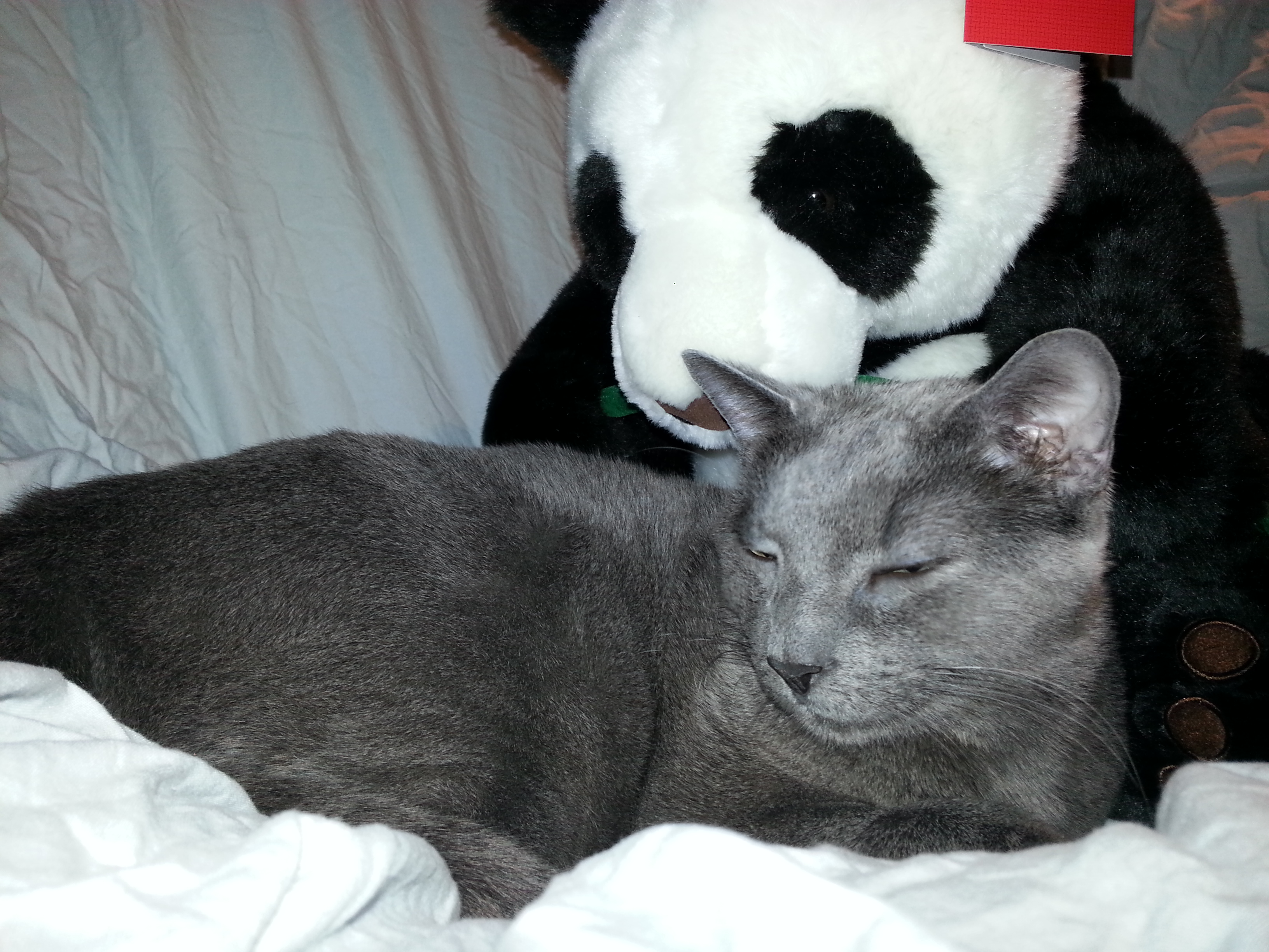 sleeping panda and cat by mrshyrockstar