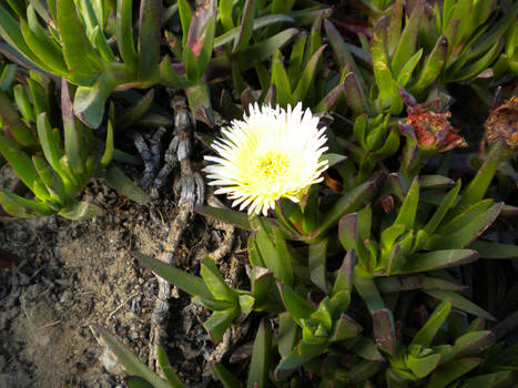 Beach Flower