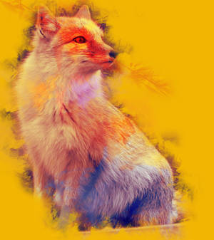 Corsac Fox!