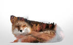 -- Double exposure fox --