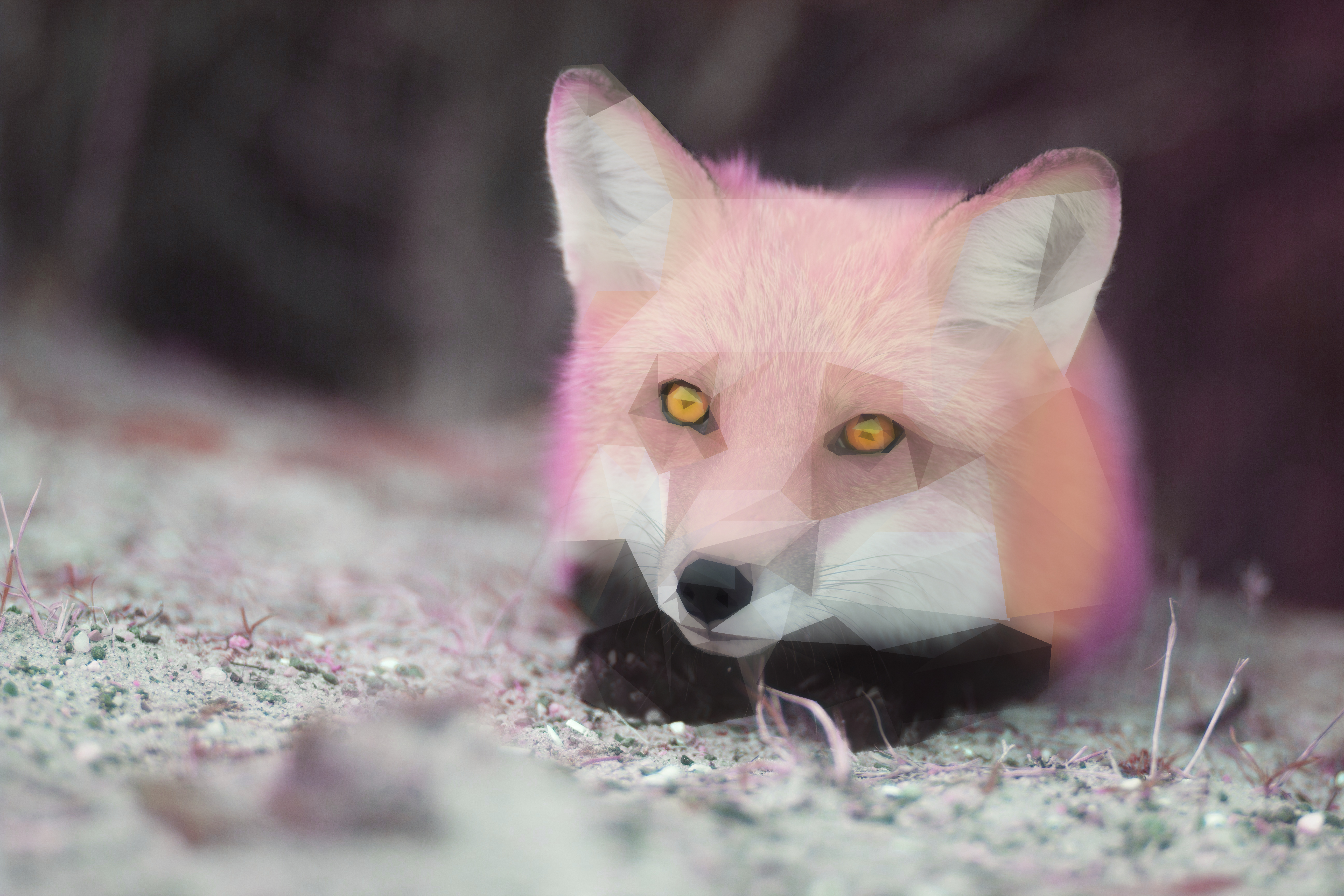 -- Beautiful fox --