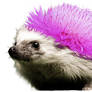 -- Hedgehog --