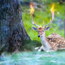 -- Burning deer --