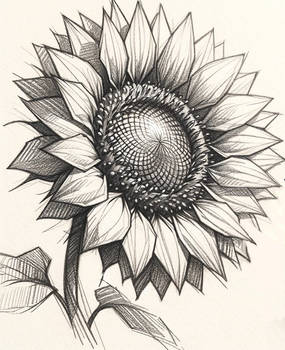 Jan 24 Sunflower