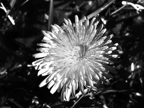 Dandelion Flower Black and White