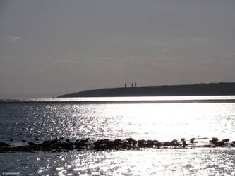 Brent Geese Feeding