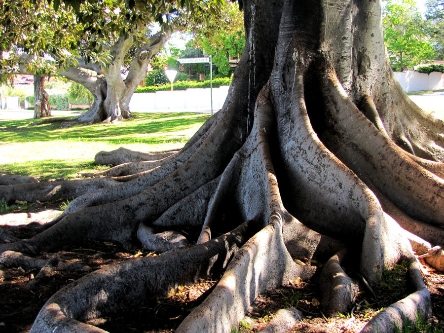 Shallow Roots by Inspired-inSANITY on DeviantArt
