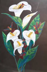 Calla Lilies and Ruby-topaz Hummingbirds 