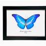 Morpho helena Display (Morpho rhetenor helena)