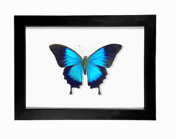 Royal Blue Swallowtail Display (Papilio Ulysses)