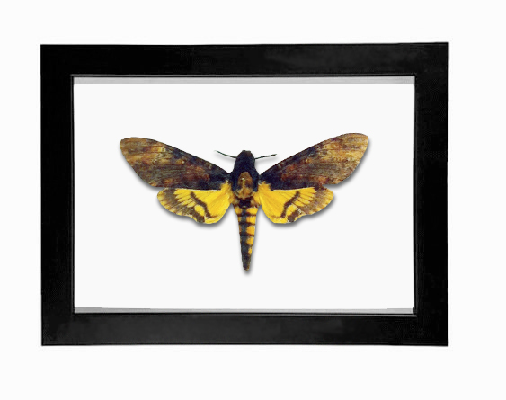 Real Death Head Moth Taxidermy Display