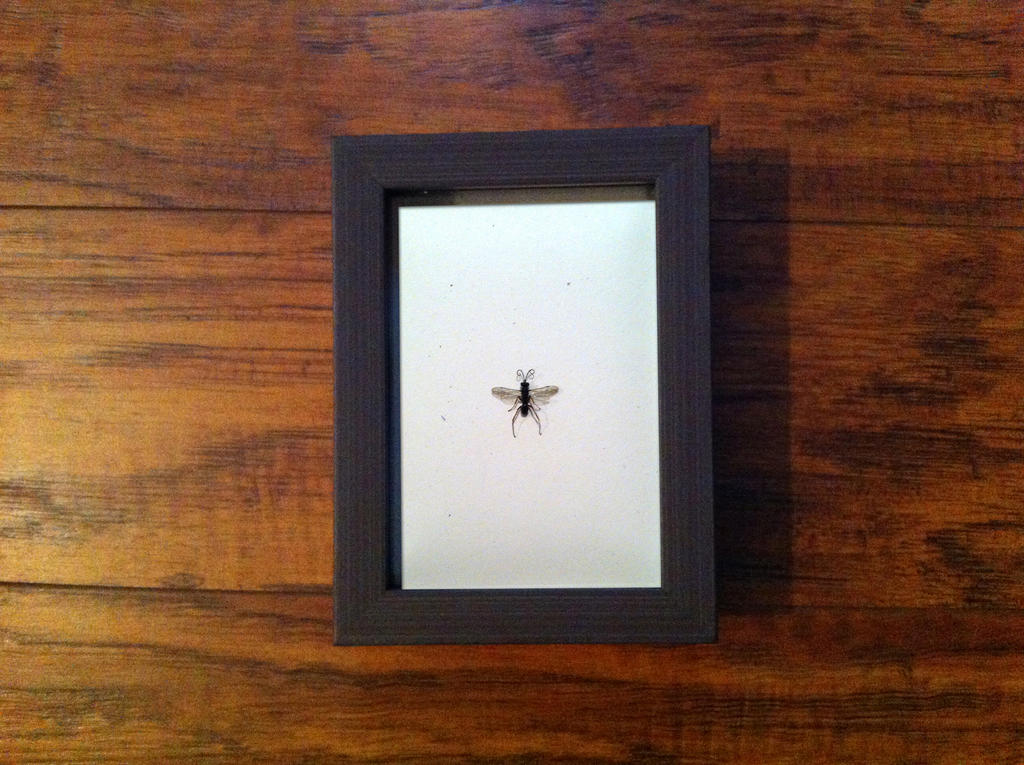 Tiny Ant Display