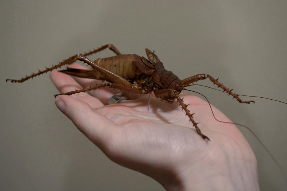 Giant Crickey by TheButterflyBabe Giant Crickey by TheButterflyBabe
