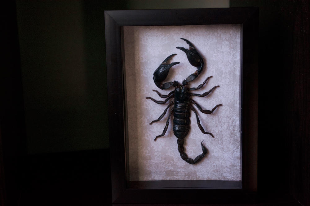 Scorpion Frame by TheButterflyBabe Scorpion Frame by TheButterflyBabe