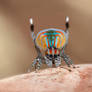 Peacock spider