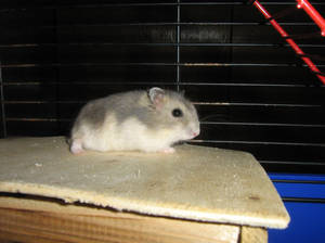 My hamster 1