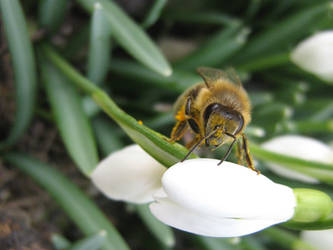 Bee 2