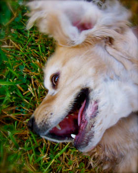 Puppy Smiles