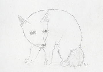 Fennec Fox Drawing