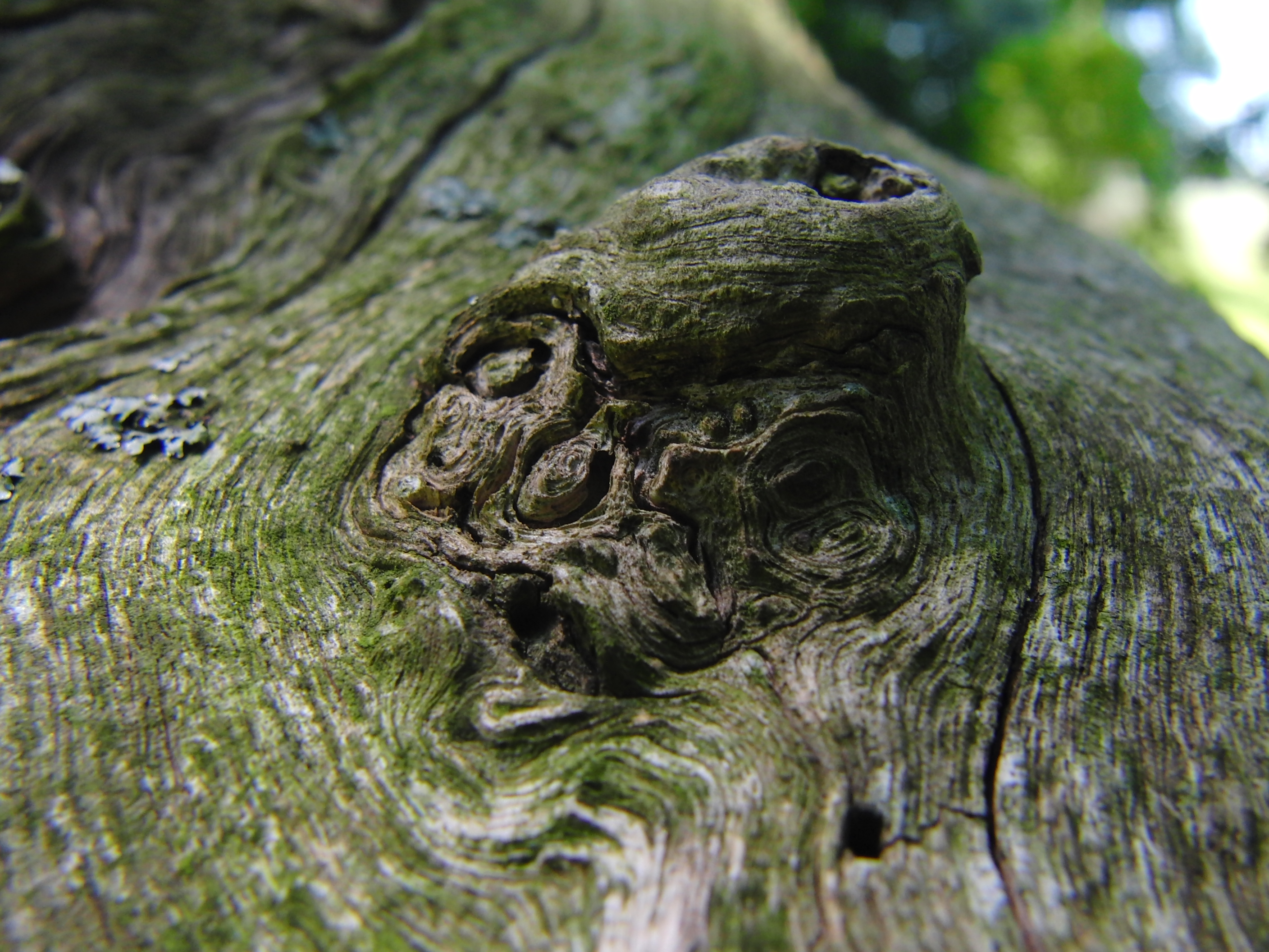 Wooden face