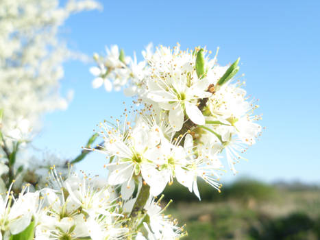 Blossom