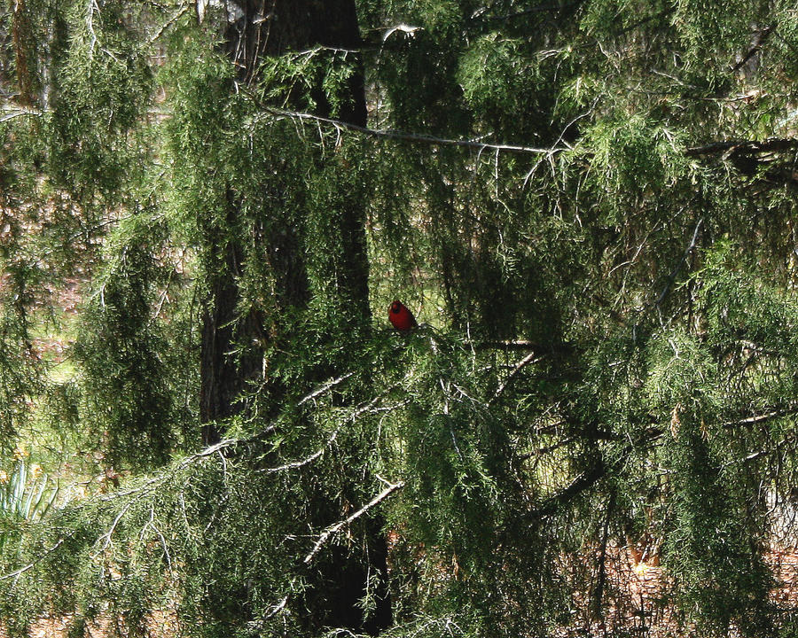 Cardinal Camouflaged