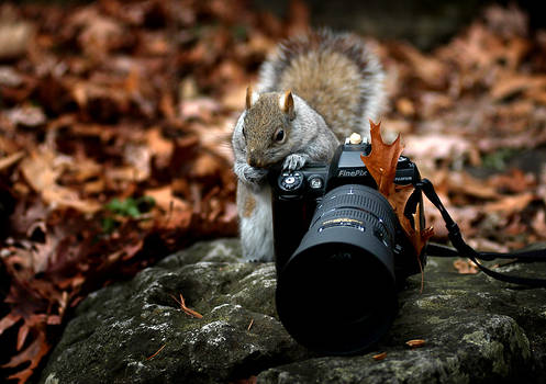 fluffy photographer