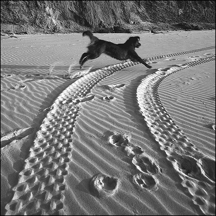 Flight DOG