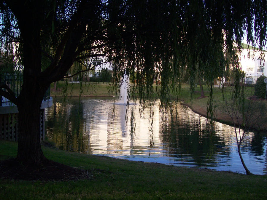 Willows in the summer