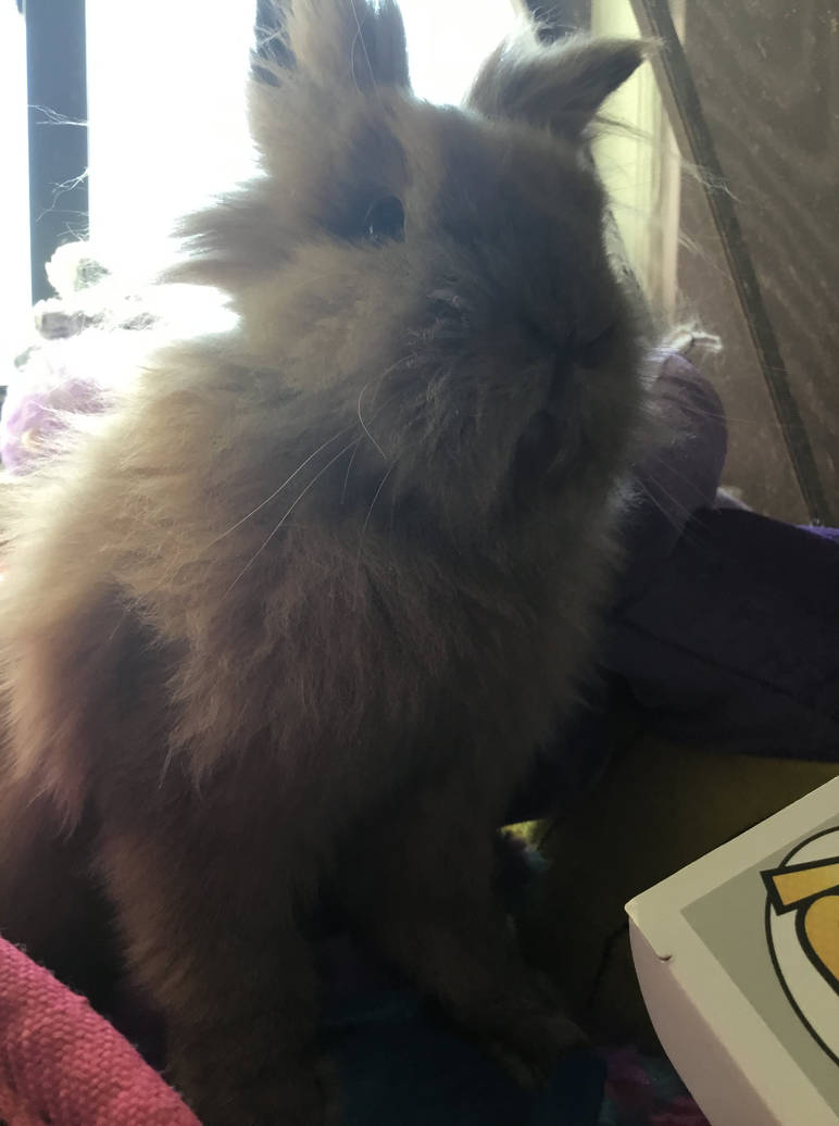 Pop goes the bunny! (2020) by Blaria95-love-bunny on DeviantArt