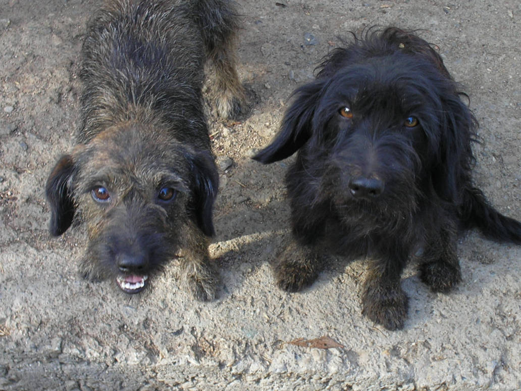 Bella and Rambo by Manulina on DeviantArt