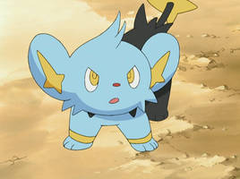 A Shinx Has Appeared