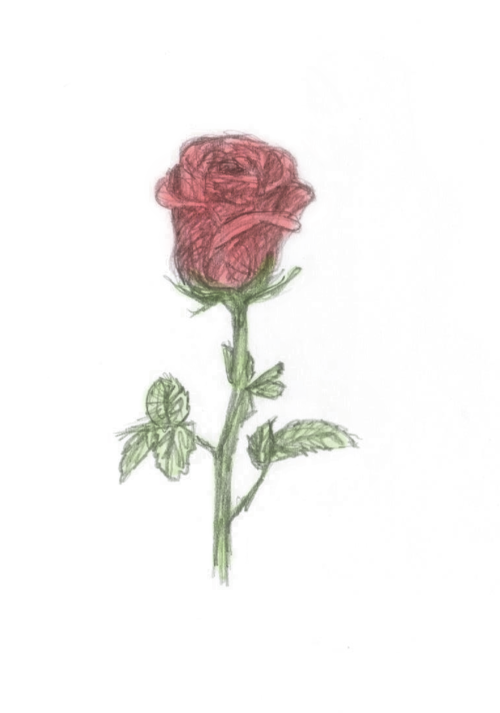 rose