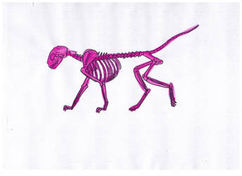 Pink cat skeleton