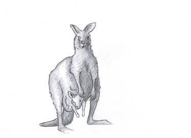 Kangoroo pencil drawing