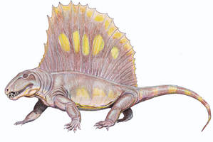 Dimetrodon angelensis