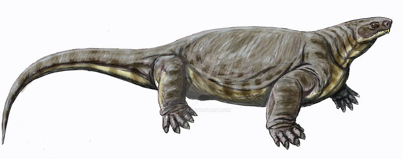 Angelosaurus romeri