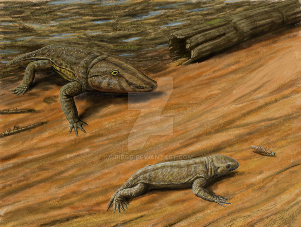 Пресмыкающиеся пермского. Seymouria Baylorensis. Сеймурия и котилозавры. Стегоцефалы палеозой. Сеймурия Пермский период.