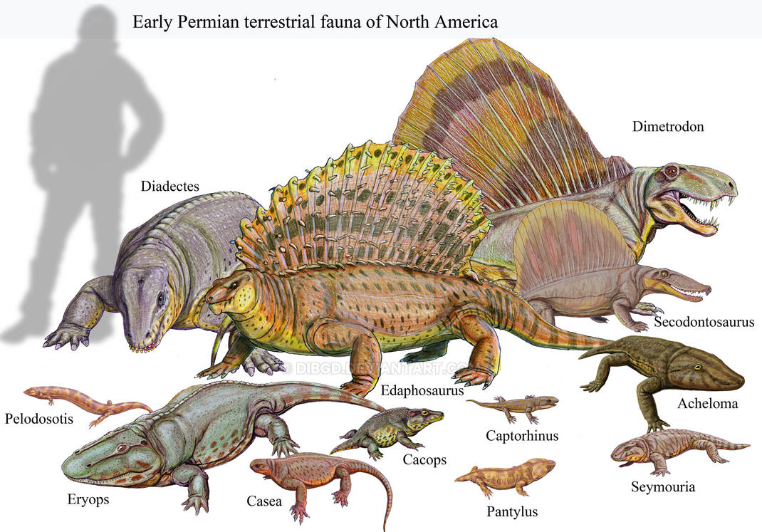 Размеры рептилий. Пермский период палеозойской эры животные. Пермский период палеозойской эры. Пермский период палеозойской эры животный мир. Диметродон палеозой.