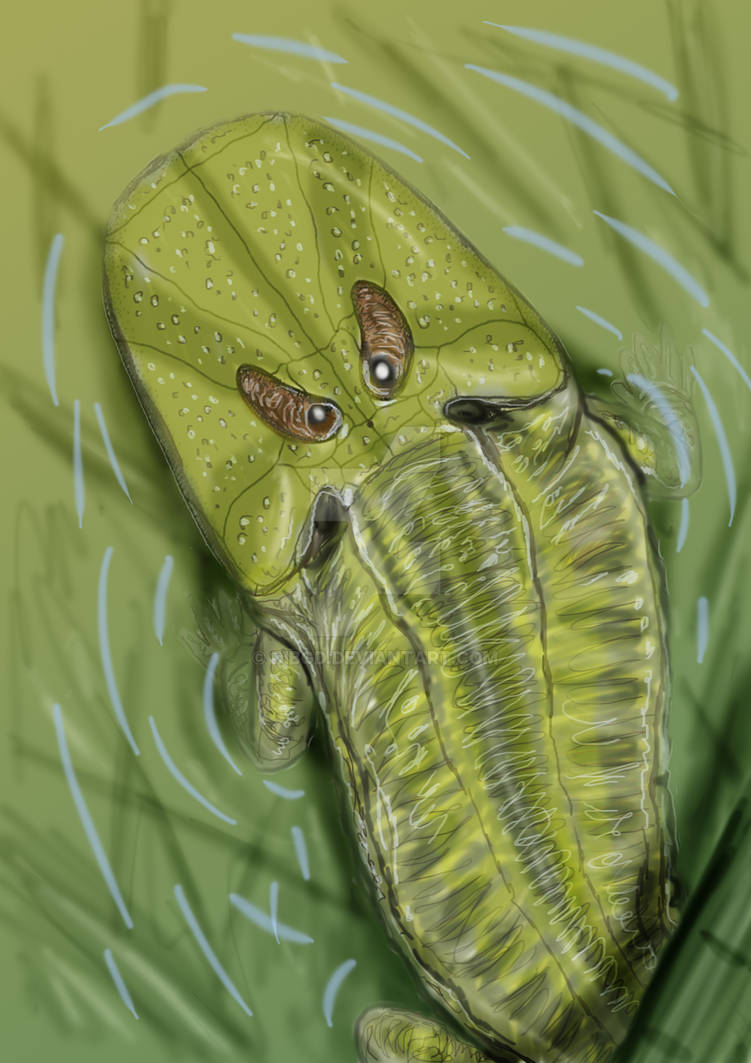 Spathicephalus mirus by DiBgd on DeviantArt