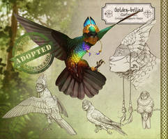 Golden Bellied Harpy [ CLOSED ]