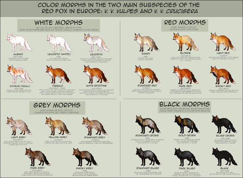 Color Morphs in the Wild Red Foxes of Europe