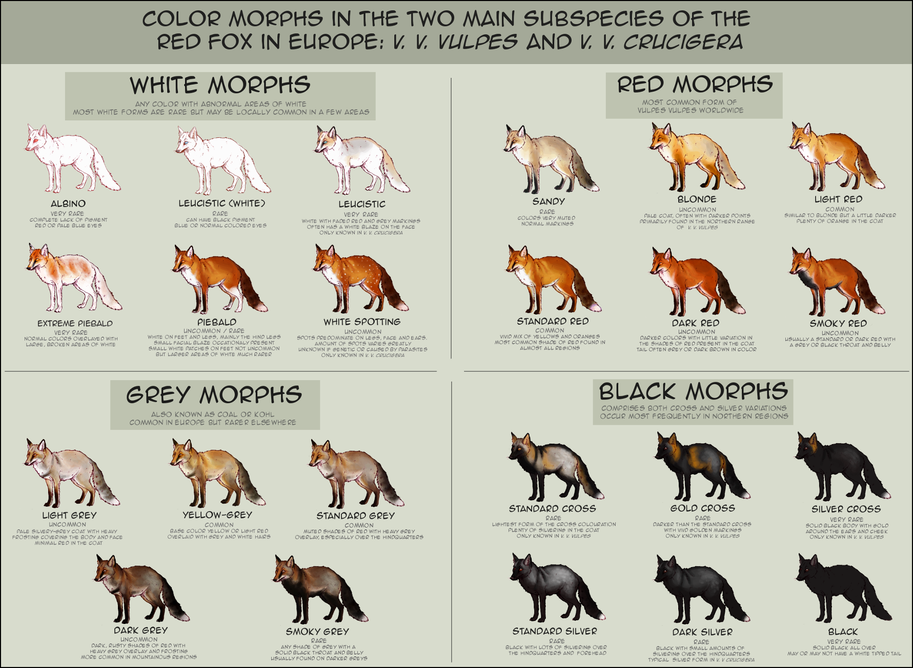 Fox Fur Colors