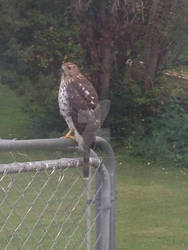 Hawk on the Kennel