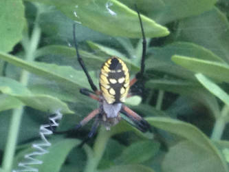 Garden Spider